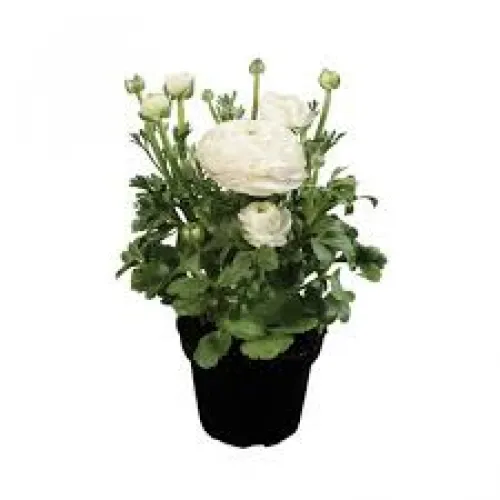Ranunculus/ Iskernik v kvetináči white 