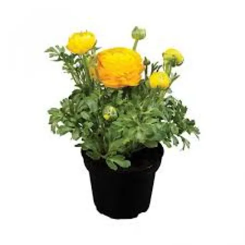 Ranunculus/ Iskernik v kvetináči yellow 