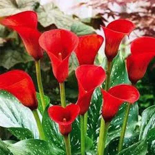 Calla Red Majesty