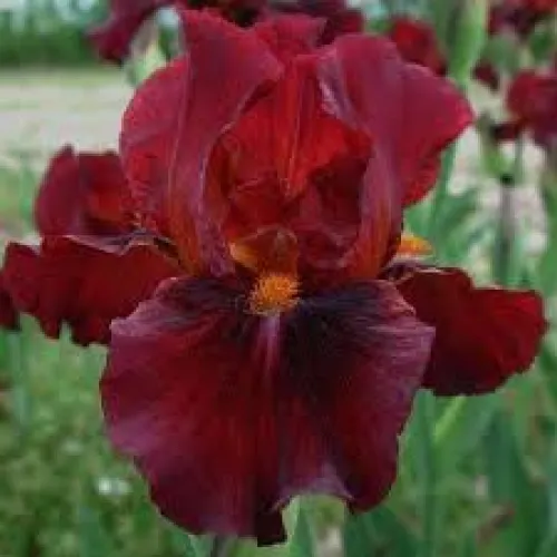 Iris Germanica Red Singer