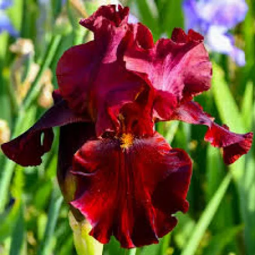 Iris Germanica Red Singer