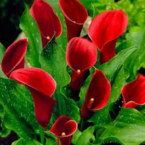 Calla Red Majesty