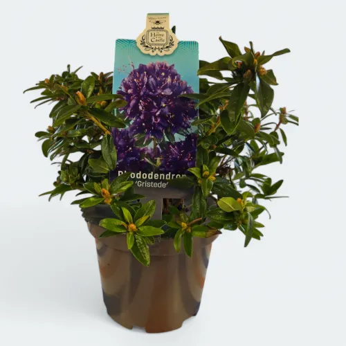 Rhododendron Gristede 30cm