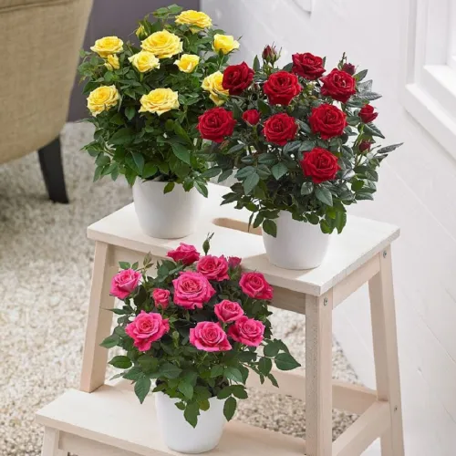 Ruža Star Roses pink 28 cm