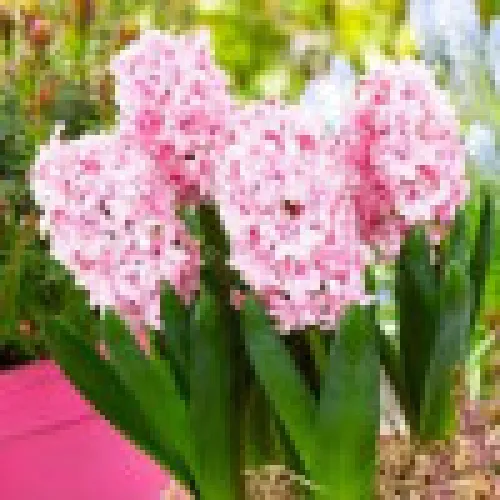 Hyacinth Rosette 