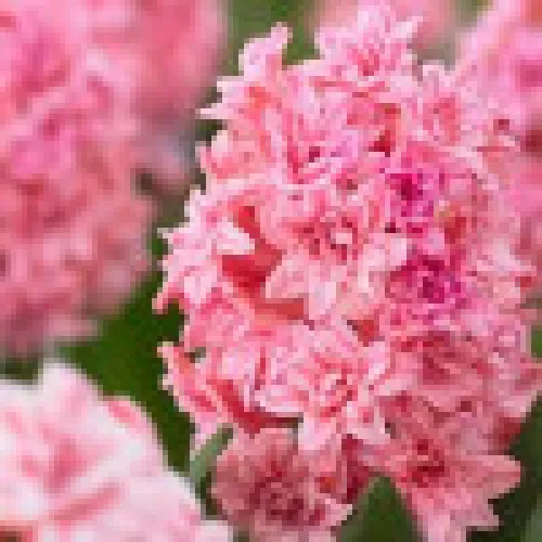 Hyacinth Rosette 