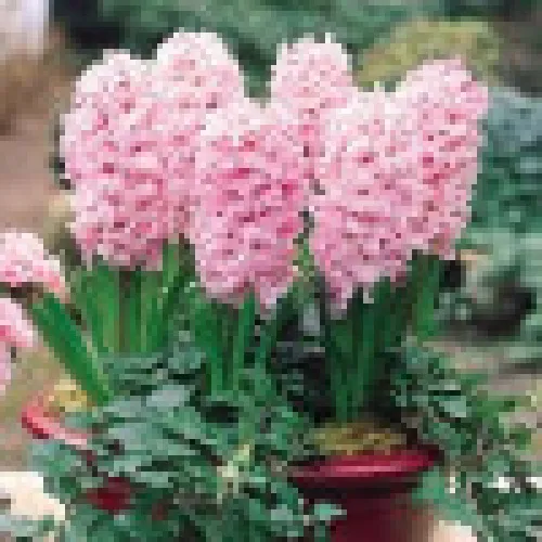 Hyacinth Rosette 