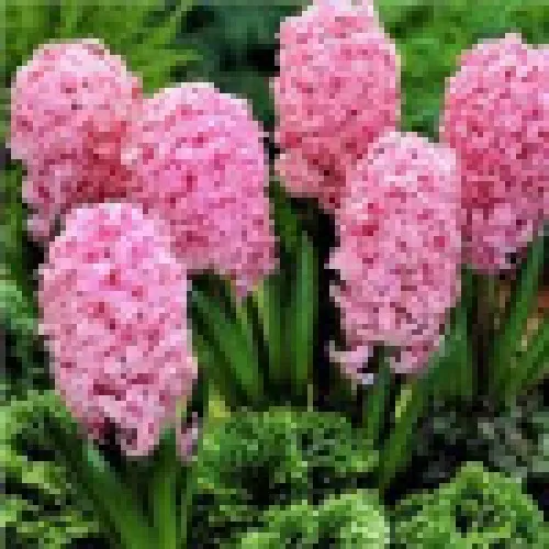 Hyacinth Rosette 