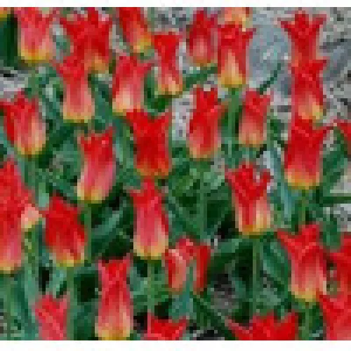 Tulipan Royal Gift 