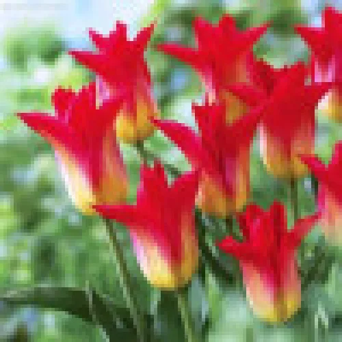 Tulipan Royal Gift 