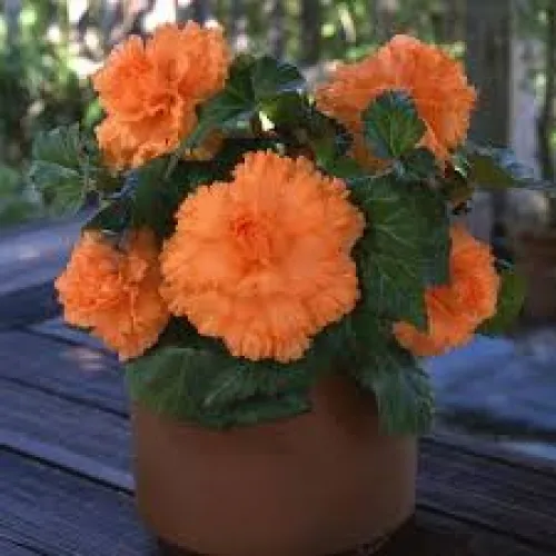 Begonia AmeriHybrid® Ruffled Apricot 2ks