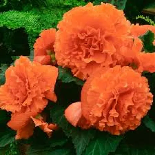 Begonia AmeriHybrid® Ruffled Apricot 2ks