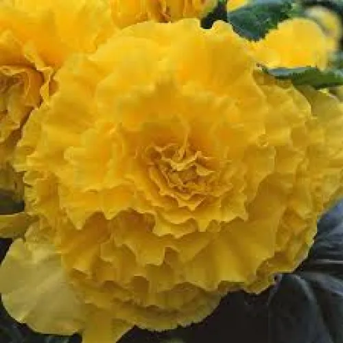 Begonia AmeriHybrid® Ruffled Yellow 2ks