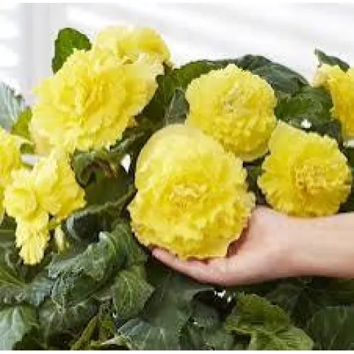 Begonia AmeriHybrid® Ruffled Yellow 2ks