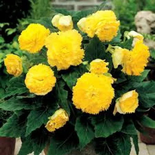Begonia AmeriHybrid® Ruffled Yellow 2ks