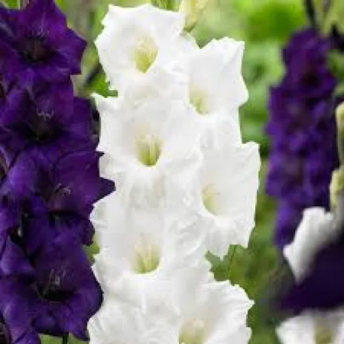 Gladiolus veľkokvetý Sancerre