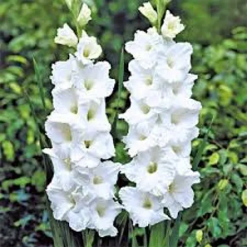 Gladiolus veľkokvetý Sancerre