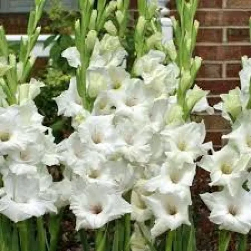 Gladiolus veľkokvetý Sancerre