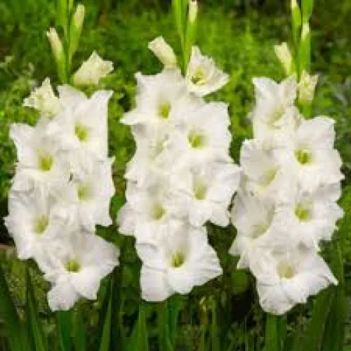 Gladiolus veľkokvetý Sancerre