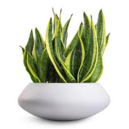 Sansevieria trifasciata 'Futura Superba' 30 cm