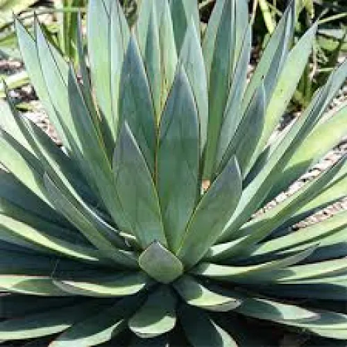 Agave Shaka Zulu 15 cm