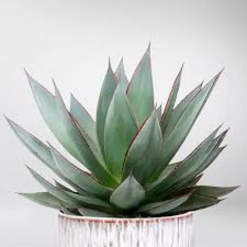 Agave Shaka Zulu 15 cm