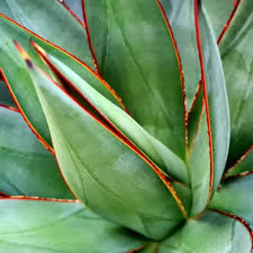 Agave Shaka Zulu 15 cm