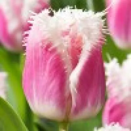 Tulip Siesta