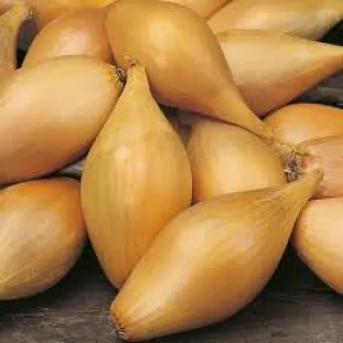 Cibuľa jarna Sopelek -500 g