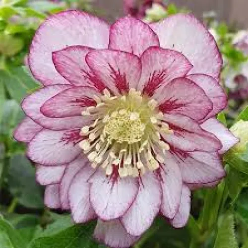 Helleborus Double Ellen Spotted Pink