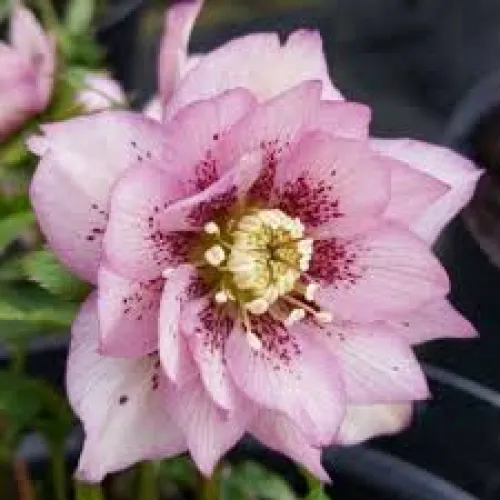 Helleborus Double Ellen Spotted Pink