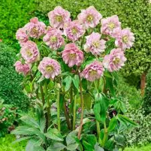 Helleborus Double Ellen Spotted Pink