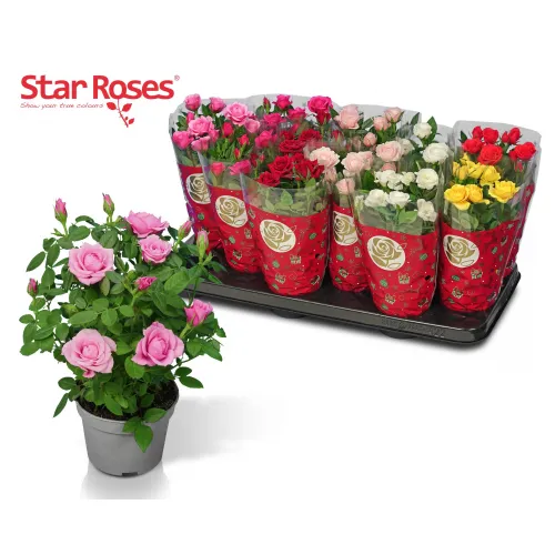 Ruža Star Roses pink 28 cm