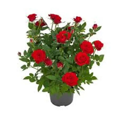 Ruža Star Roses red 28 cm