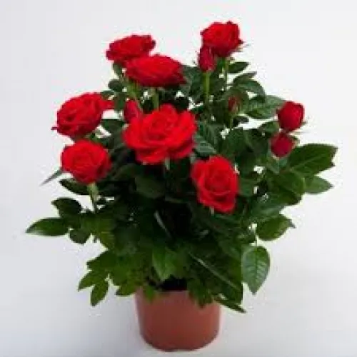 Ruža Star Roses red 28 cm