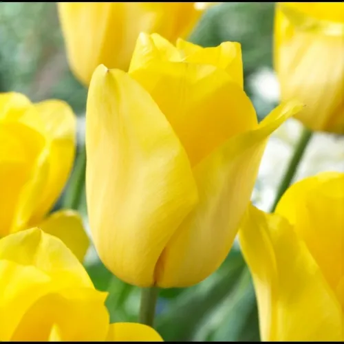 Tulipán Strong Gold – cibuľky 10/11 cm