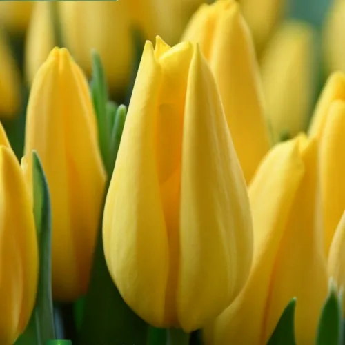 Tulipán Strong Gold – cibuľky 12/14 cm