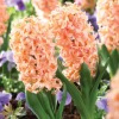 Hyacinth Sweet Invitation