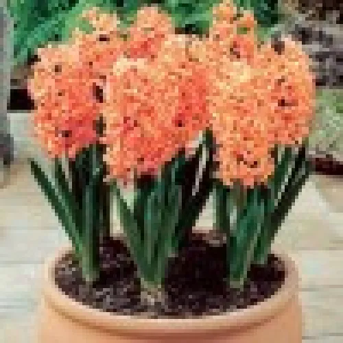Hyacinth Sweet Invitation