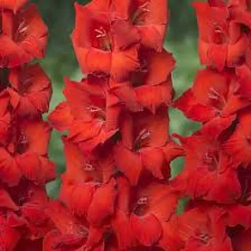 Gladiolus Tango Passion 