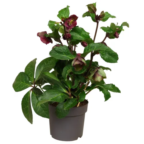 Čemerica/Helleborus Red Princess -40 cm