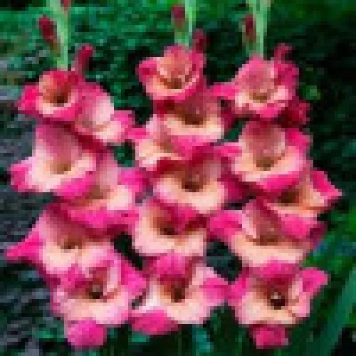 Gladiolus Ted's favorite 