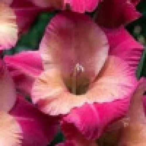 Gladiolus Ted's favorite 