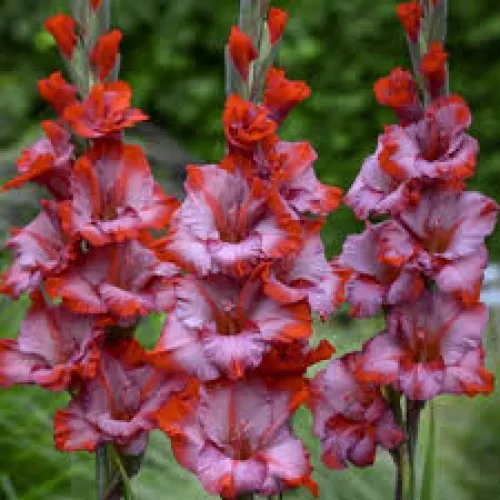 Gladiolus Teds Trump  