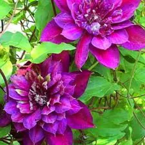 Clematis Temptation 