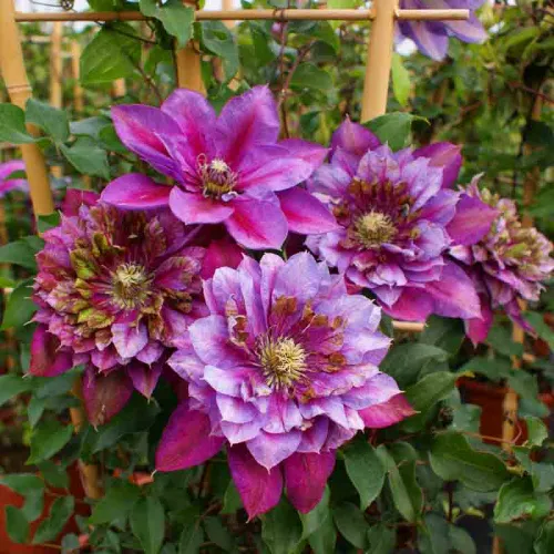 Clematis Temptation 