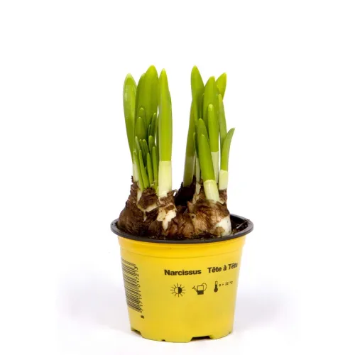 Narcissus v kvetináči Tete-a-tete 