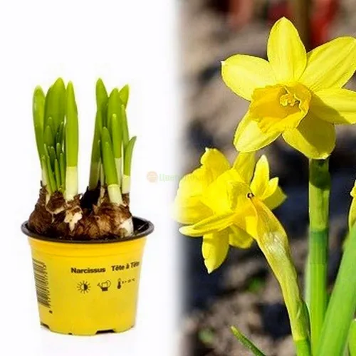 Narcissus v kvetináči Tete-a-tete 