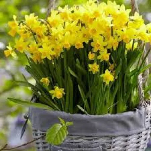 Narcissus v kvetináči Tete-a-tete 