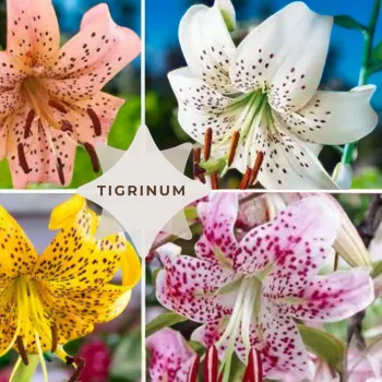 Tigrinum